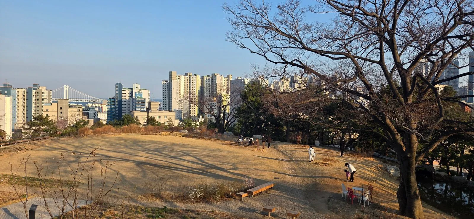 A garden with dry yellow grass, and apartments and a bridge far beyond the trees